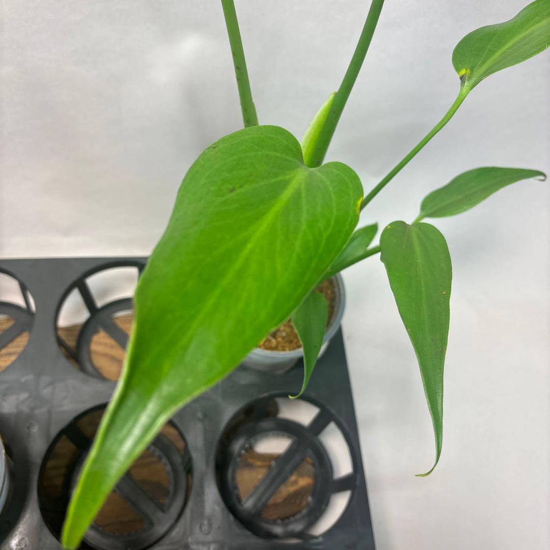 5株セットms45ちょっと傷あり モンステラ バールマルクスフレーム