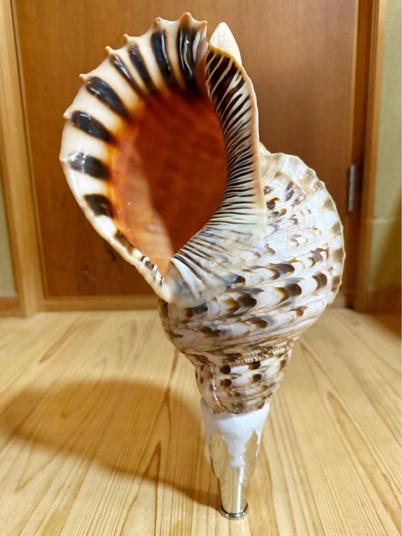 幸せウサギ専用 大型39㎝修験道法螺貝　山伏　密教　魔除け　熊よけ❣️ほら貝 2026年最新】Yahoo!オークション -山伏 法螺貝の中古品・新品・未使用