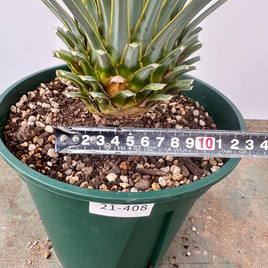 ユッカ ロストラータ【21-408】シルバーブルー - メルカリ