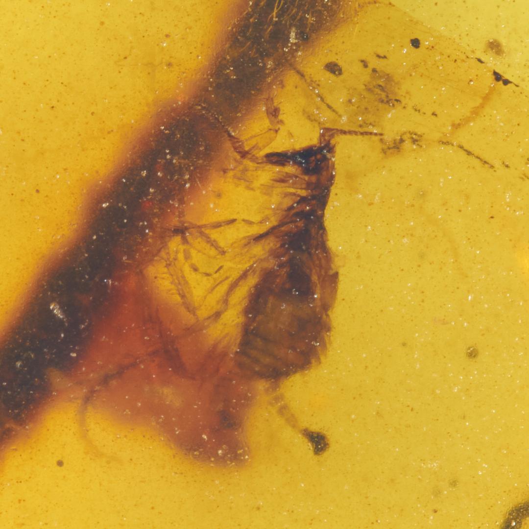 ZB346虫入り琥珀化石 ミャンマー カムティかタナイ産 9900万年前