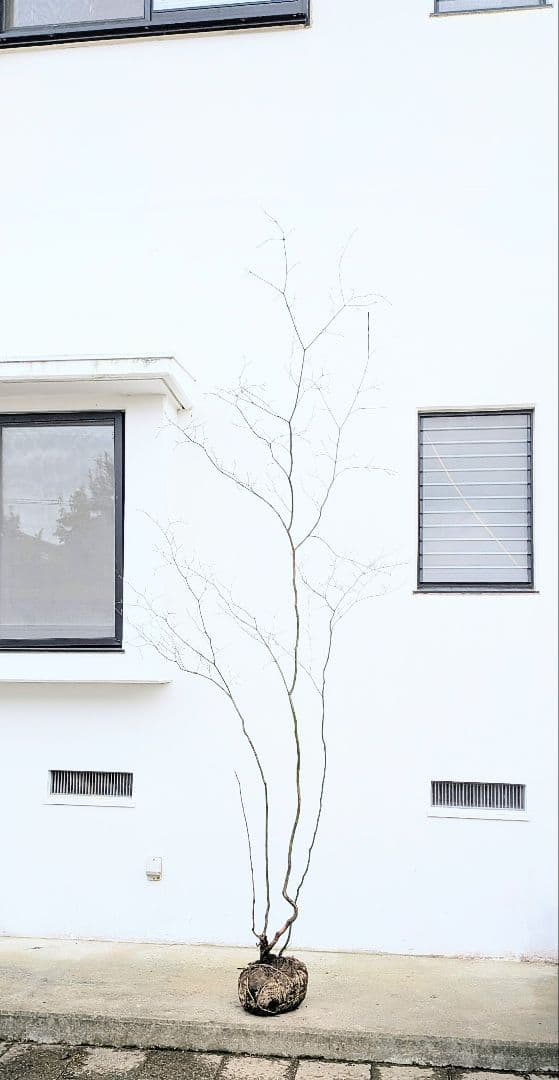 HIME_01_17さま。。山採りコハウチワカエデ。