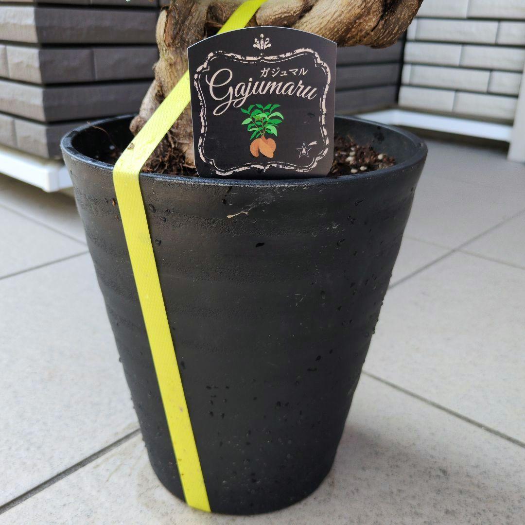 観葉植物 台湾ガジュマル 盆栽仕立て S字仕立て 接ぎ木 昇り龍 曲がり