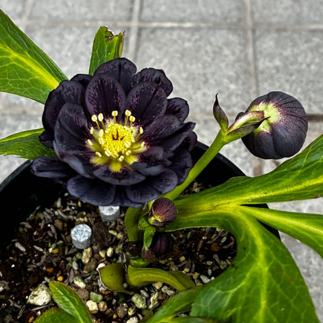 A*️様 3478☘️限定1株☘️未株分☘️花付☘️レア☘️スモーキーダーク⭐️