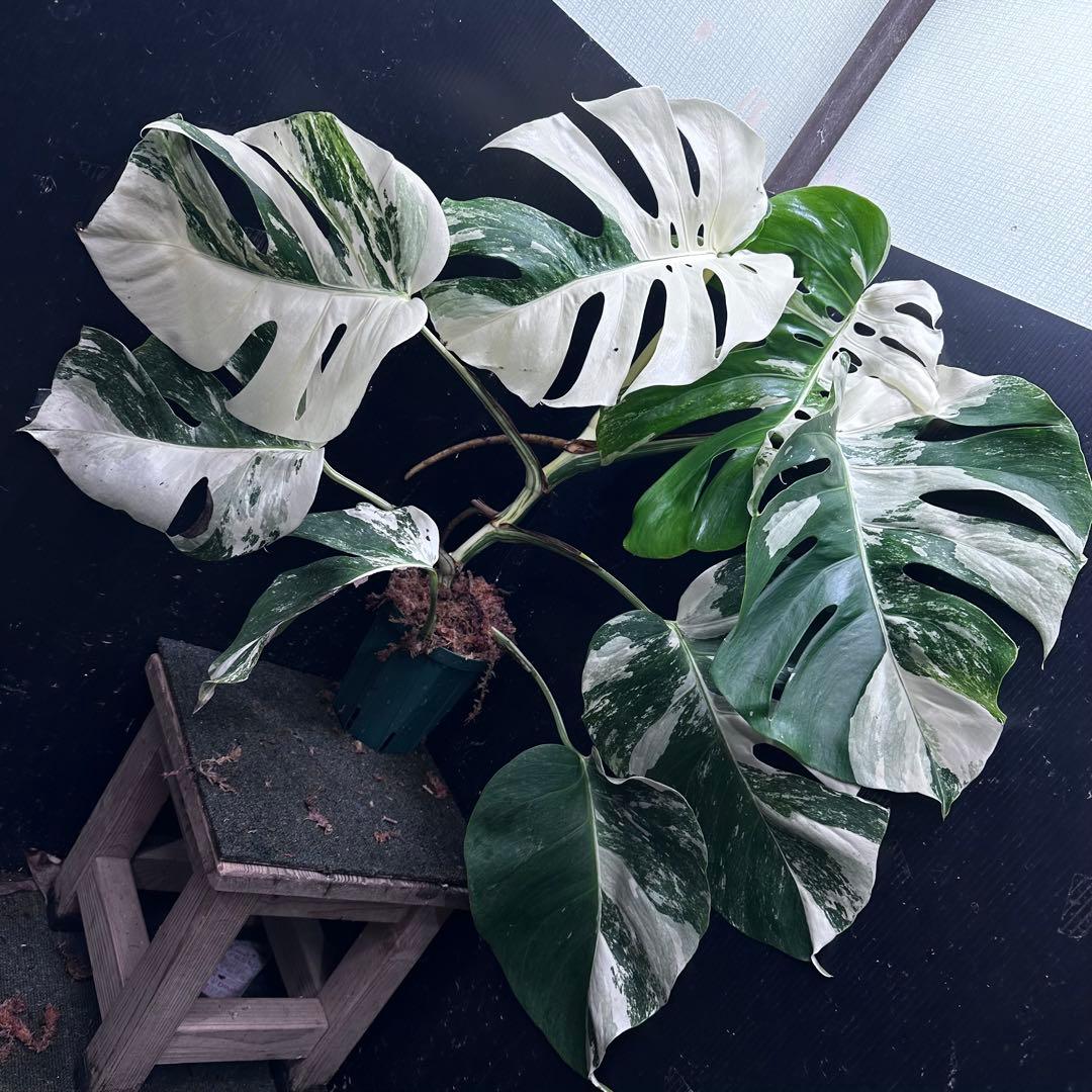 お*め様 斑入りモンステラ ホワイトタイガー極美大株71cm白斑多 斑入りモンステラ ホワイトタイガー極美大株56cm白斑多 - メルカリ