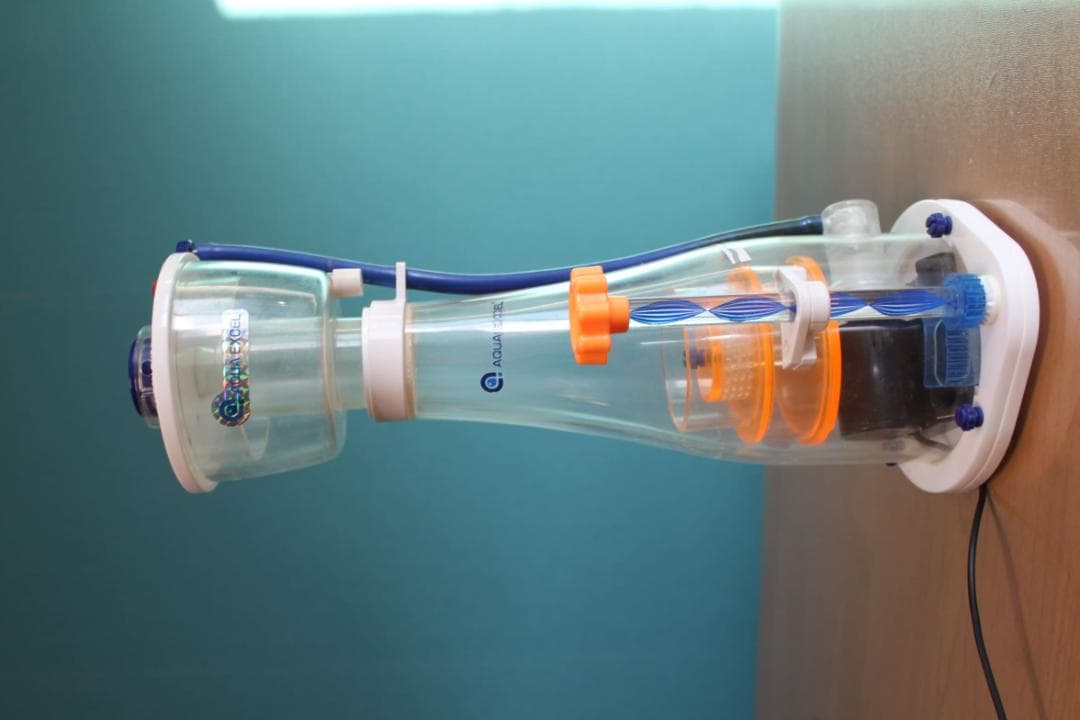 エキノドルス サイサリス