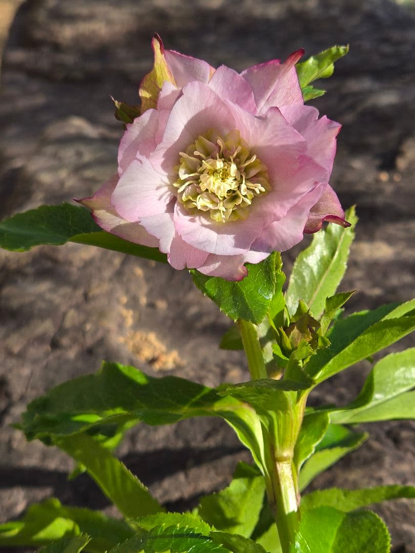 クリスマスローズ シャルウィダンス 若泉ファーム ヒデコート - メルカリ