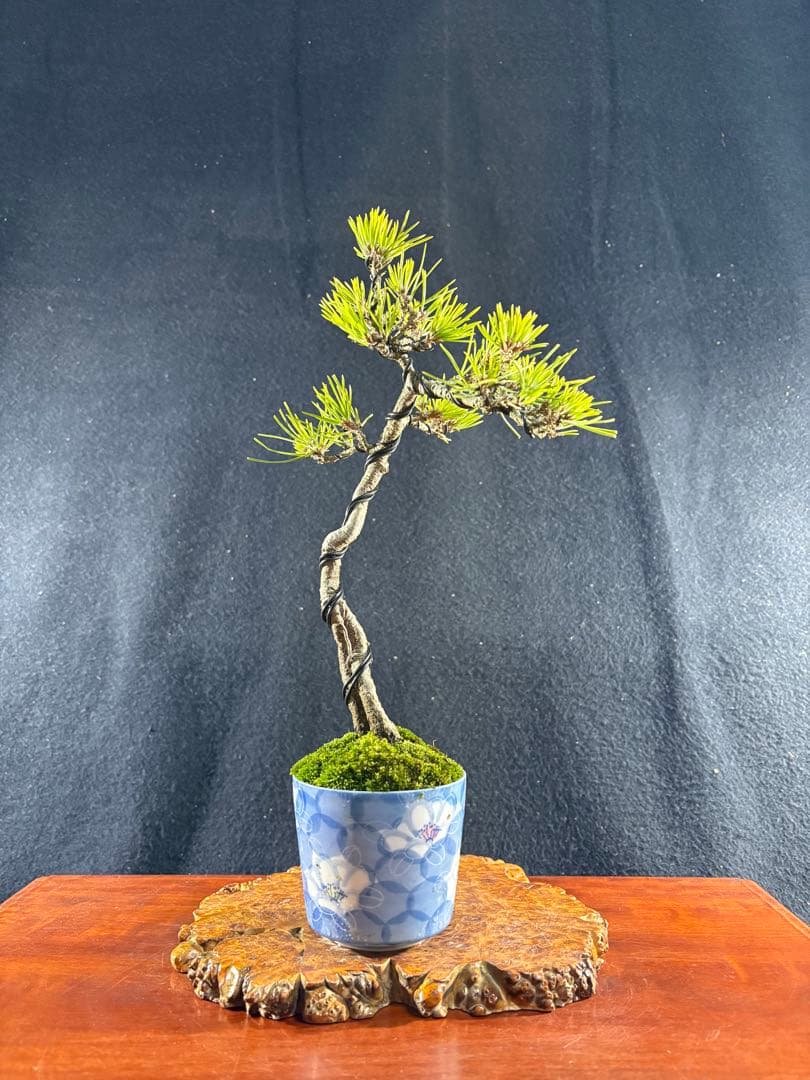貴風盆栽、黒松根上り、文人 目立った傷や汚れ無し - メルカリ