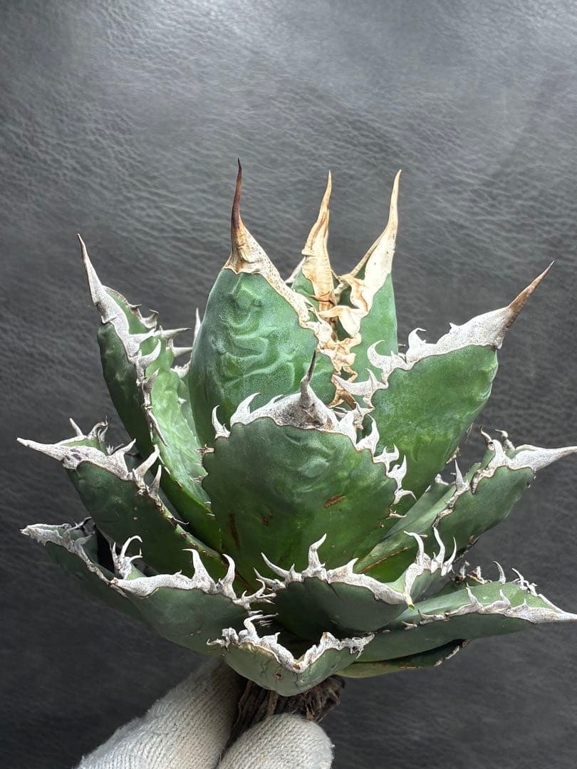 アガベ チタノタ 「海王」ミイラ 極上絶狂棘 濃い緑肌 密棘 優良血統