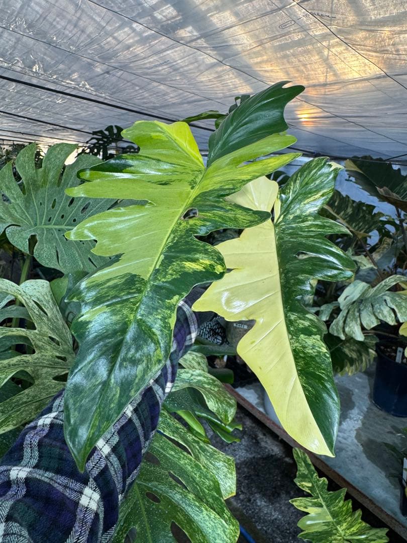 KN1 フィロデンドロン　キティナ　健康カット苗 フィロデンドロン キティナ （フロリダビューティー×マヨイ） | GREEN LUCK