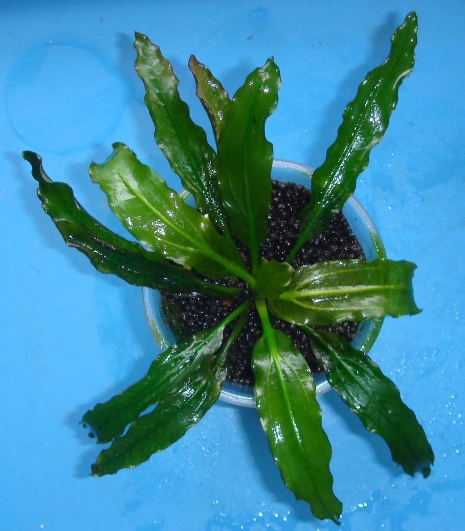 エキノドルス サイサリス 水中育成株 - メルカリ