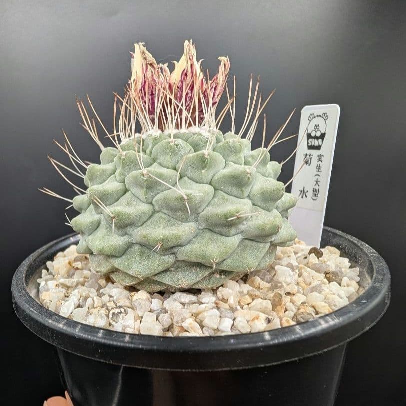 菊水 (大型タイプ) 実生 鉢植えメルカリ便送料込み 菊水 大型タイプ