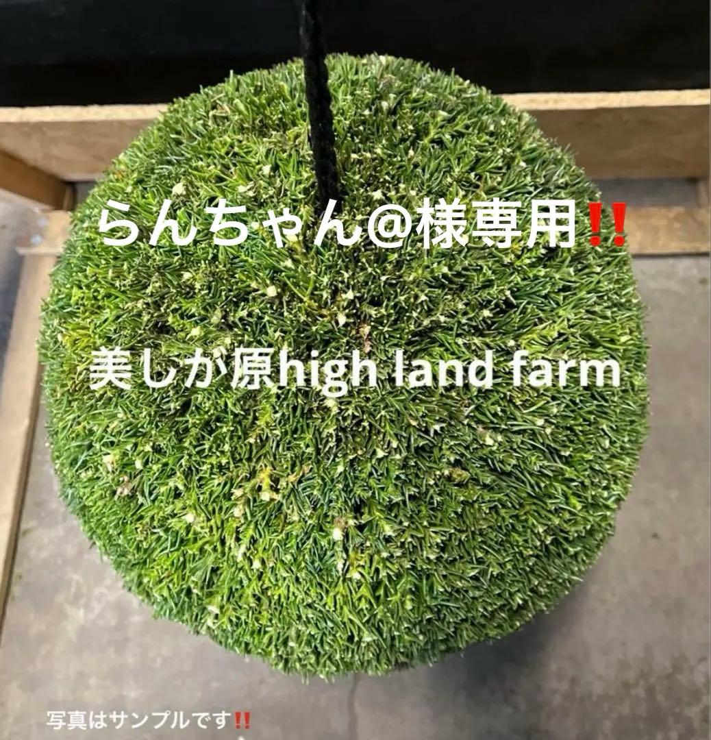 杉玉　約35センチ×2個‼️お客様ご注文品♪ 杉玉（スギダマ） 酒蔵の軒先に吊るされる杉葉を束ねた玉です。新酒が