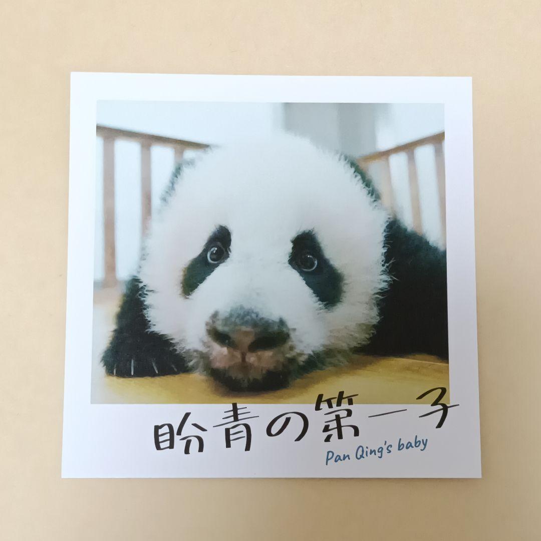 映画『パンダのすごい世界』入場者特典 チェキ風カード（盼青の第一子