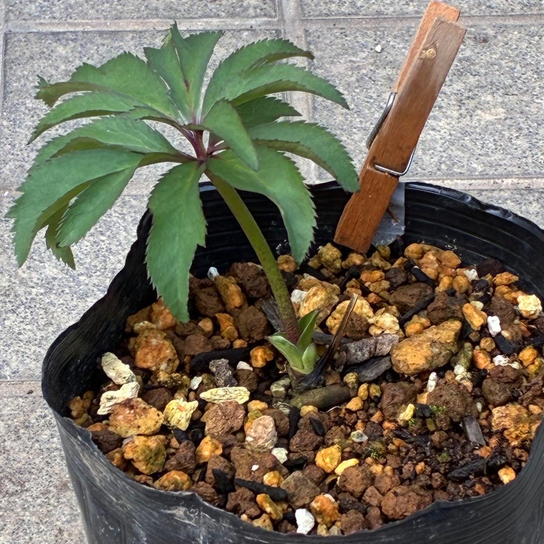 の*ん様 3307⭐️小輪⭐️リップ⭐️hercegovinus交配⭐️ギザギザ