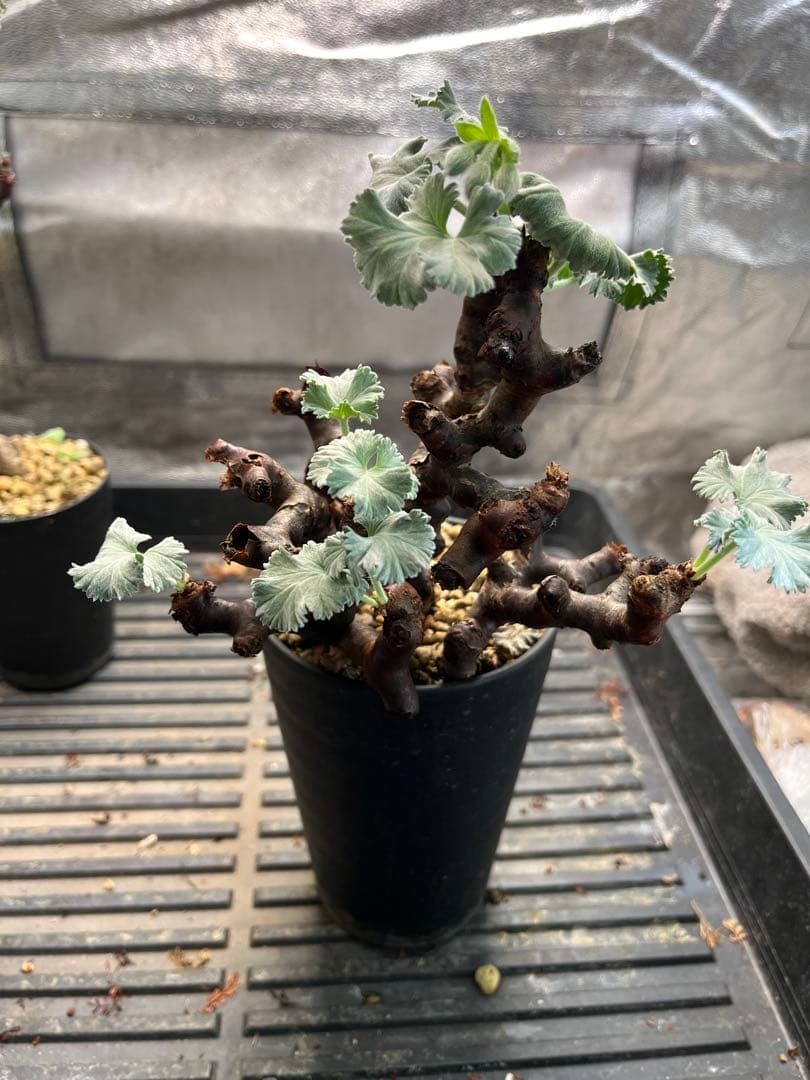 bon25様専用 ペラルゴニウム ミラビレ