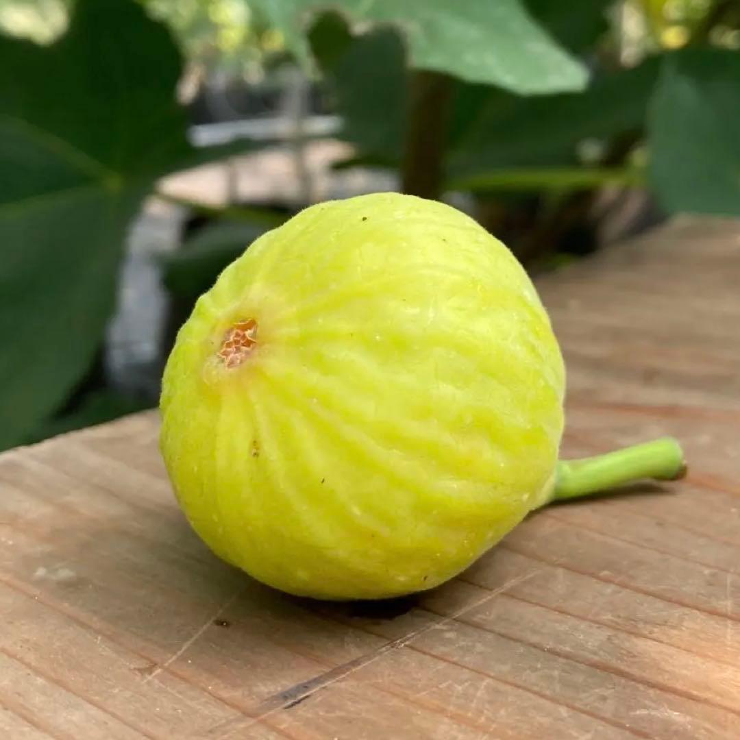 Lameth (FDM) 穂木 イチジク - メルカリ