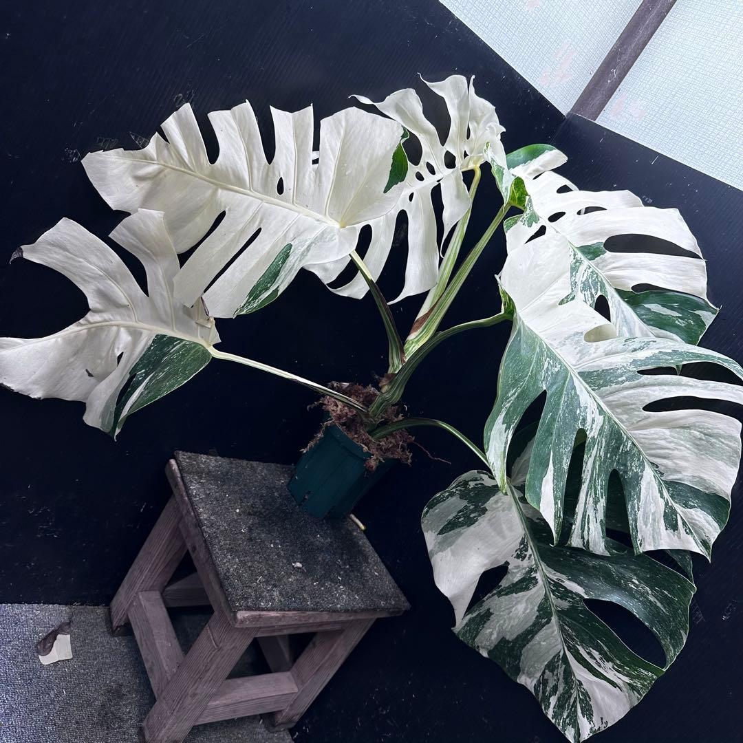 斑入りモンステラ ホワイトタイガー極美大株56cm白斑多 - メルカリ