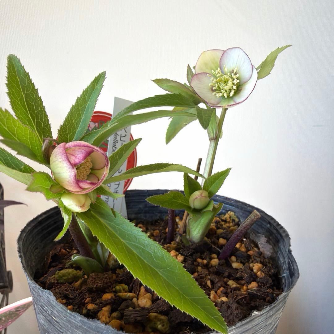 【横山園芸】クリスマスローズ ベビードール（プチドール）《1/10》ピコティ