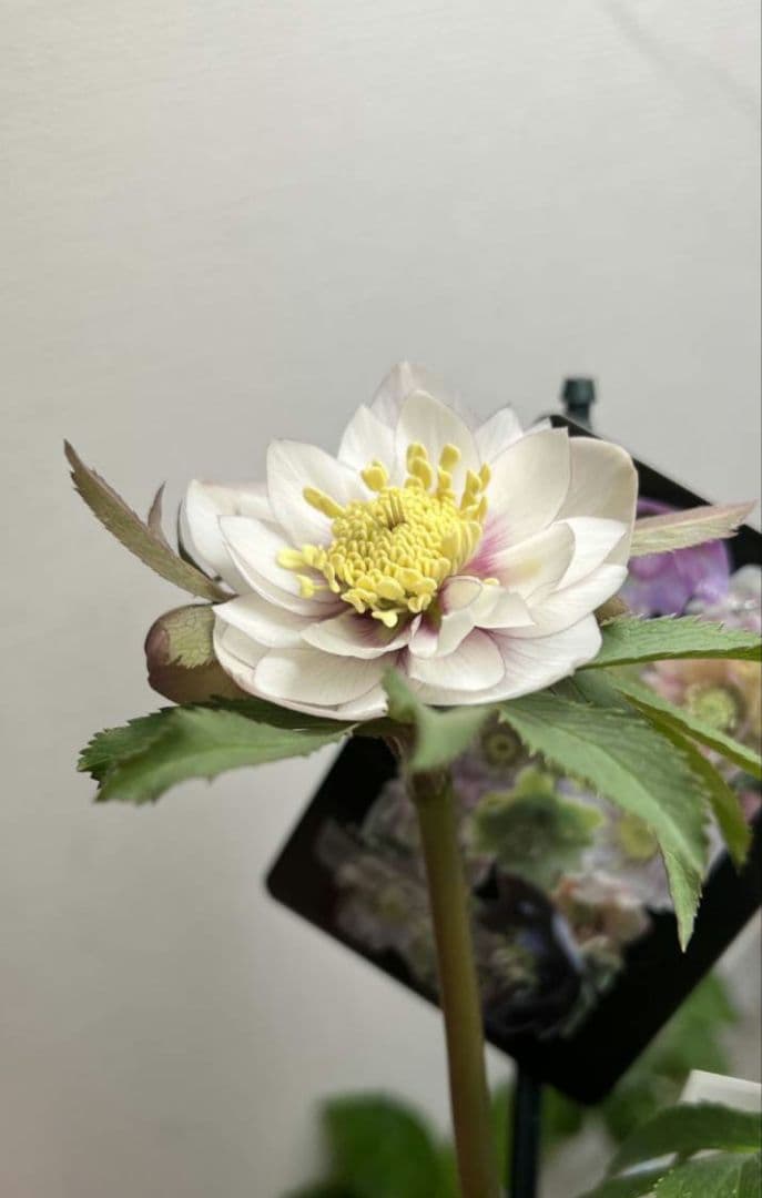 クリスマスローズ ウィンターシンフォニー 静 dd 整形 - メルカリ