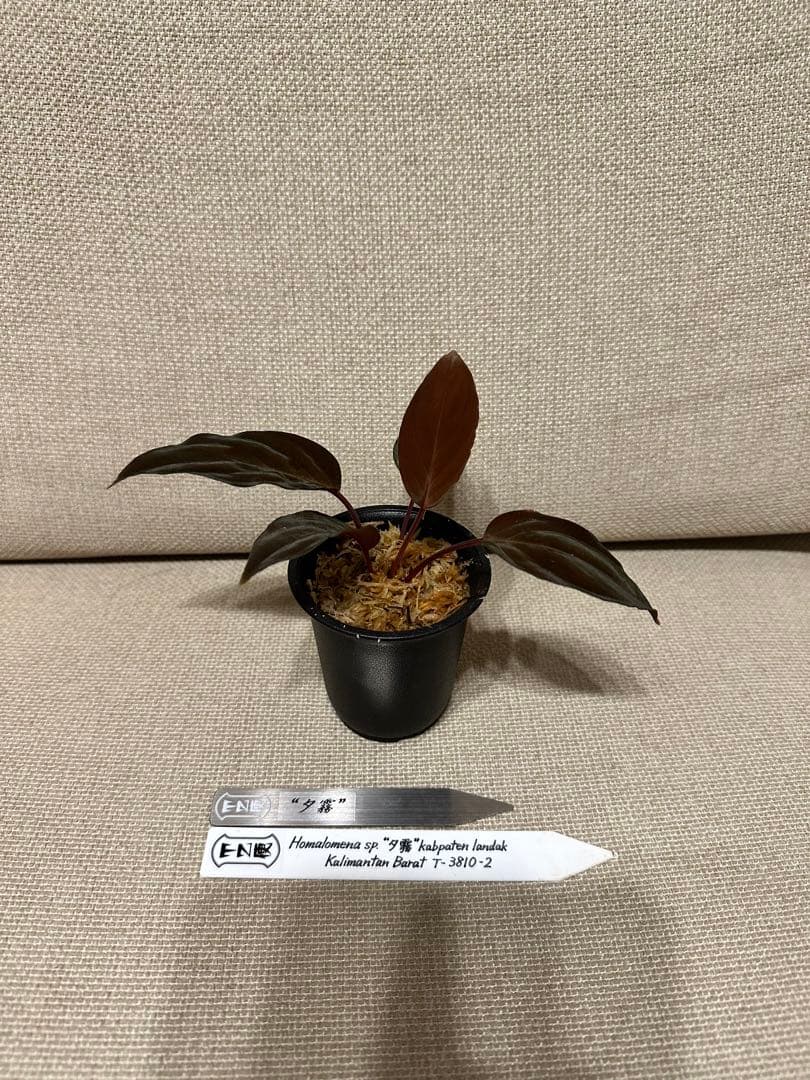 Homalomena sp. 夕霧 T-3810-2 - メルカリ