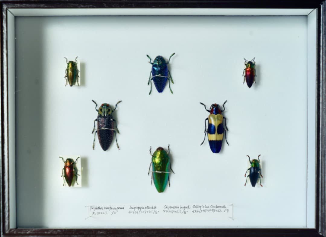 カ*ボ様 【国産蝶標本】タカネヒカゲ/長野県-富山県.鹿島槍産/41mmの