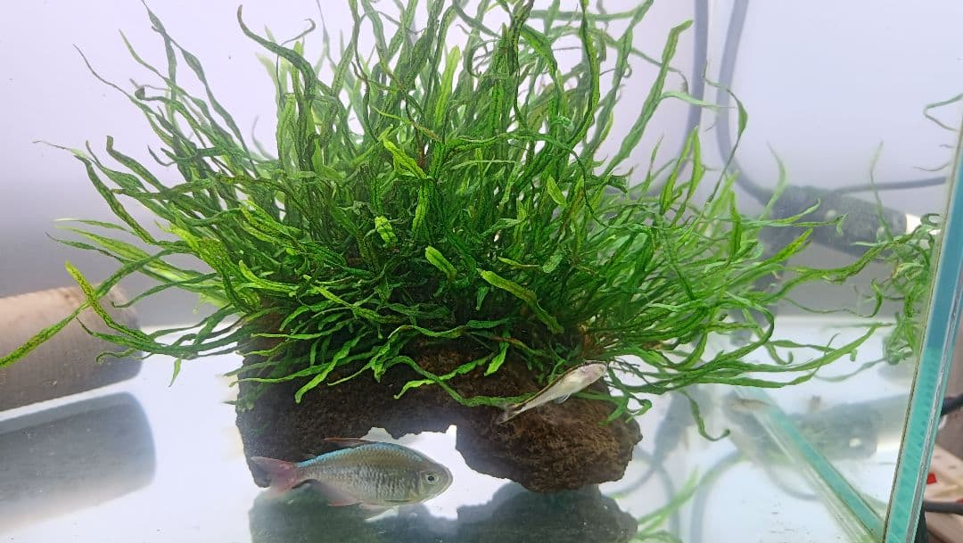 ミクロソリウム本ナロー 溶岩石 - メルカリ