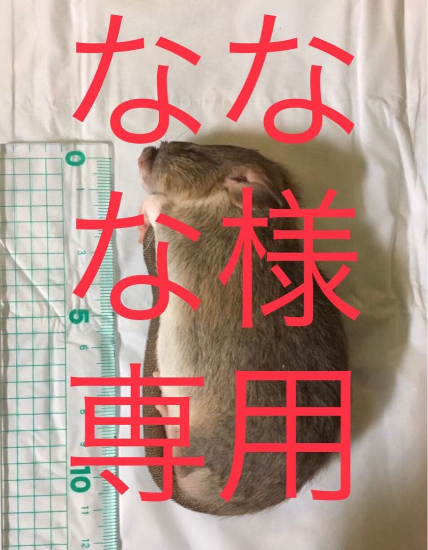 冷凍PS30 H20 ADM20 ADL40 S12 冷凍PS30 H20 ADM20 ADL40 S12 ICECO APL20 12 Volt Car Refrigerator