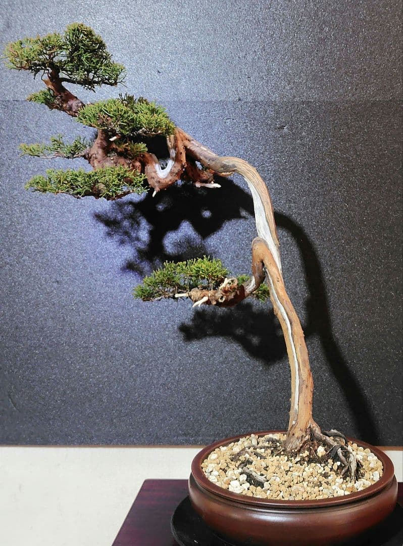 真柏盆栽！ 盆栽・真柏 Bonsai Juniper – bonsailife686868