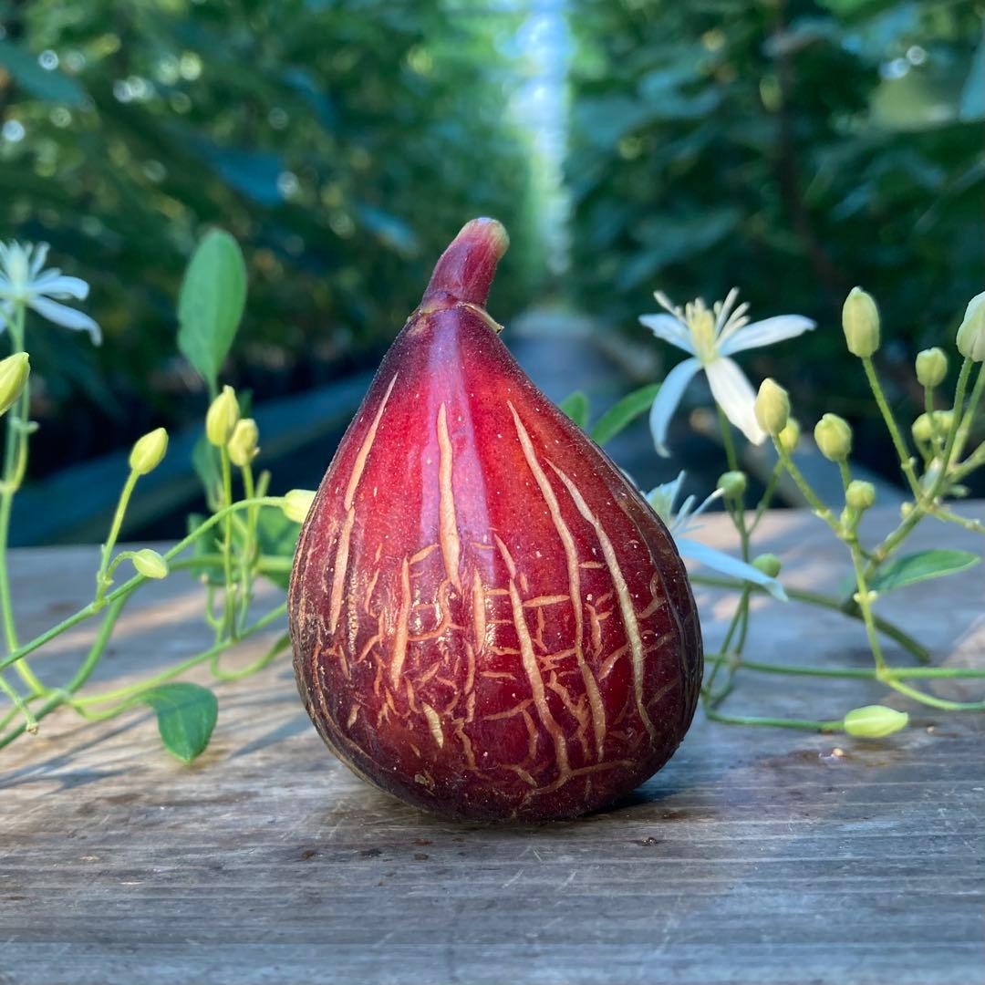 Das Far La Figuera 挿木苗 イチジク - メルカリ