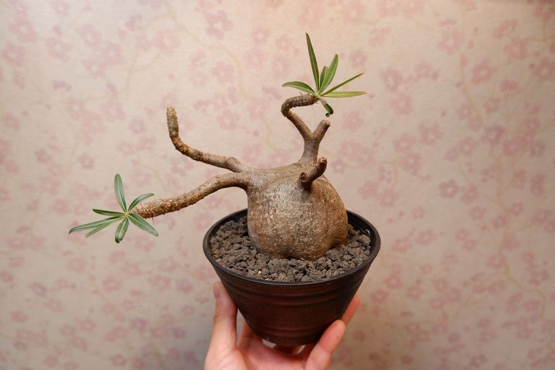 パキポディウム・グラキリス　現地球 パキポディウム グラキリス 【現地球/発根済み】HK2402614 | RAFLUM