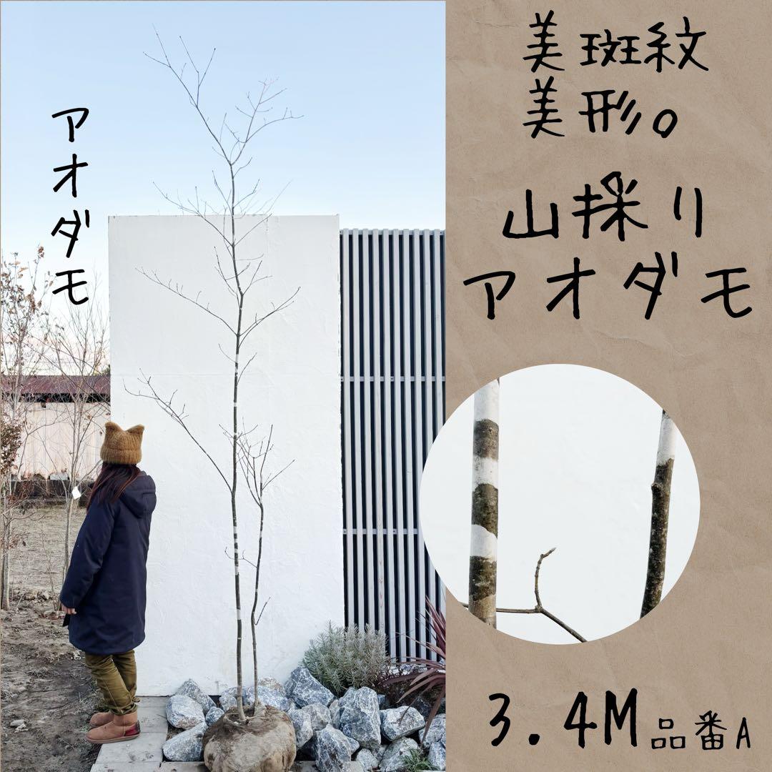 美斑紋。美形 山採りアオダモ3.4M(鉢底から)品番A 美斑紋。美形 山採りアオダモ3.4M(鉢底から)品番A 美斑紋。山採り