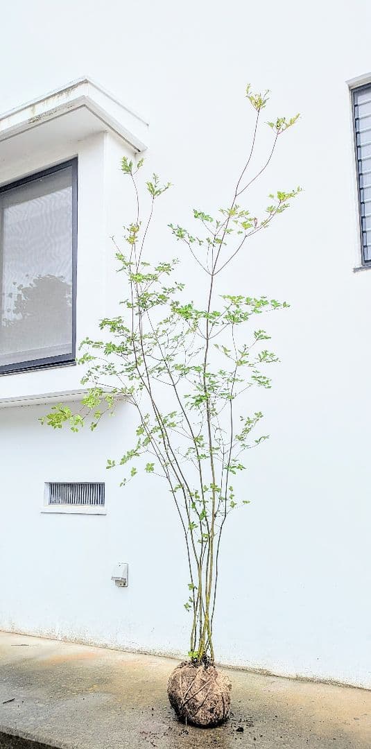 山採り厳選。繊細ドウダンツツジ。