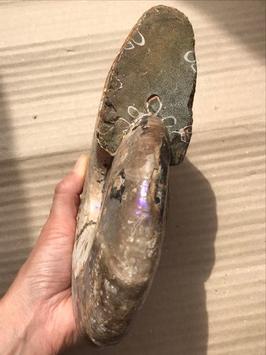 マダガスカル産 アンモナイト化石青（ビューダンティセラス）特大サイズ