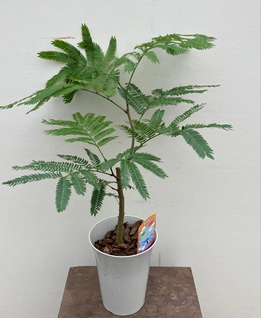 ネムの木 エバーフレッシュ 鉢皿付き - メルカリ