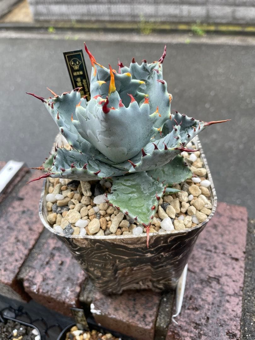 アガベ ハイブリッド 甲蟹×屈原乃舞扇 子株 - メルカリ