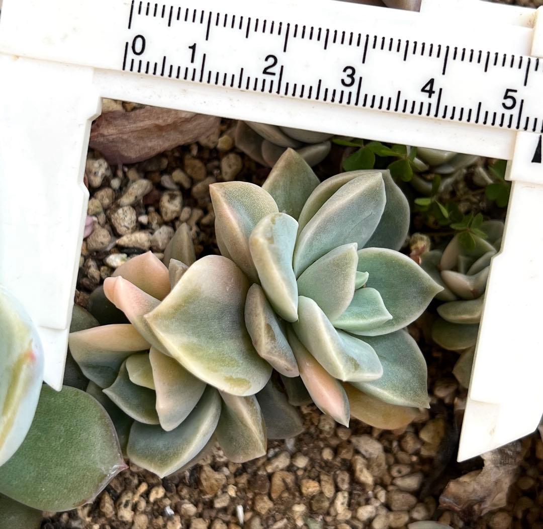 多肉植物 ラブリーローズ錦➅ 抜き苗 - メルカリ