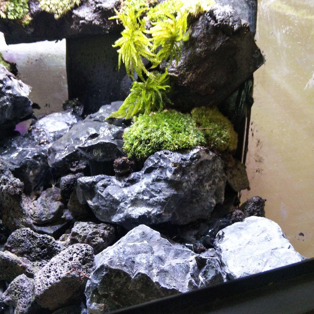 受注生産】イモリウムグラステラリウム3030 苔テラリウム アクア