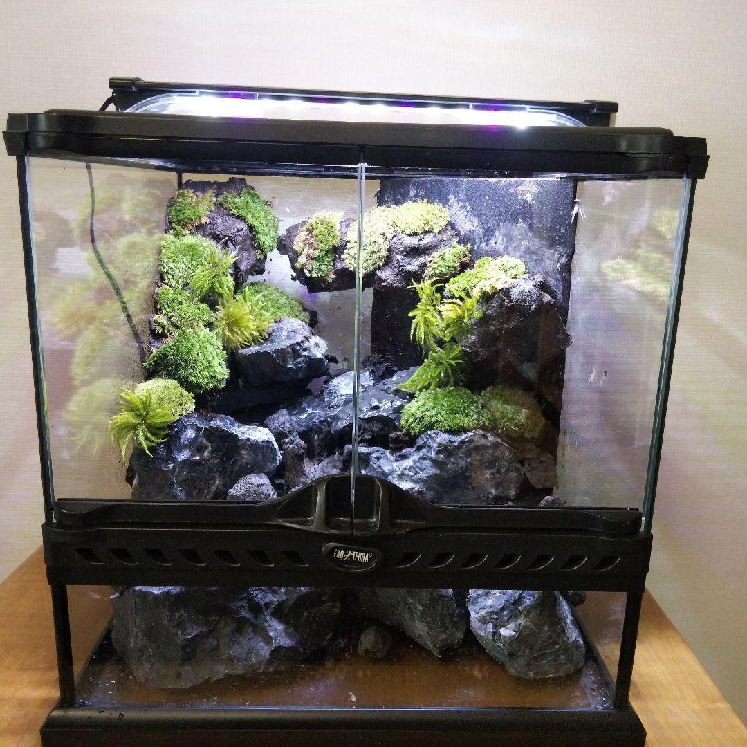 受注生産】イモリウムグラステラリウム3030 苔テラリウム アクア