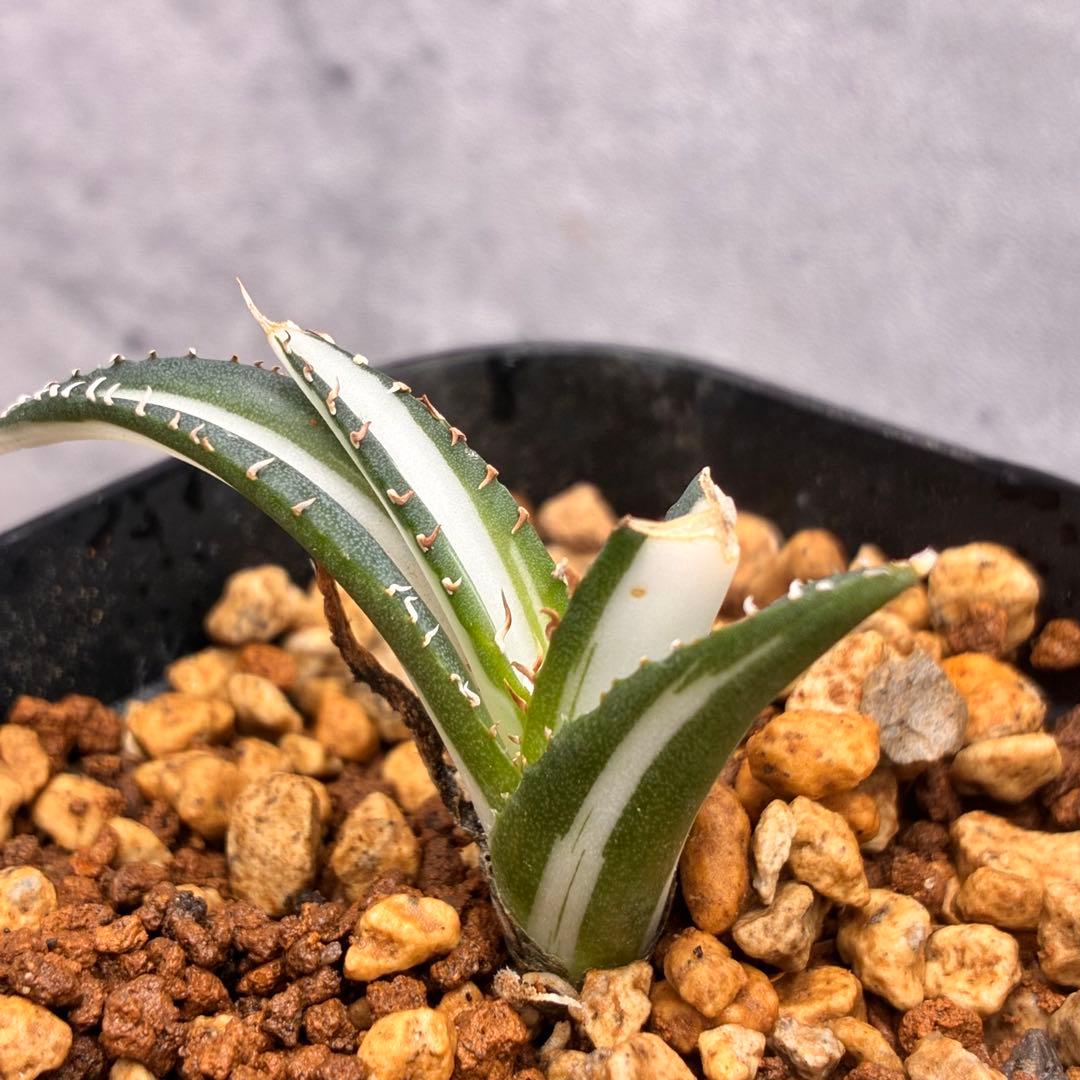 か*こ様 アガベ チタノタ 「 宝珠錦 」白中斑 特選株 極白 - メルカリ