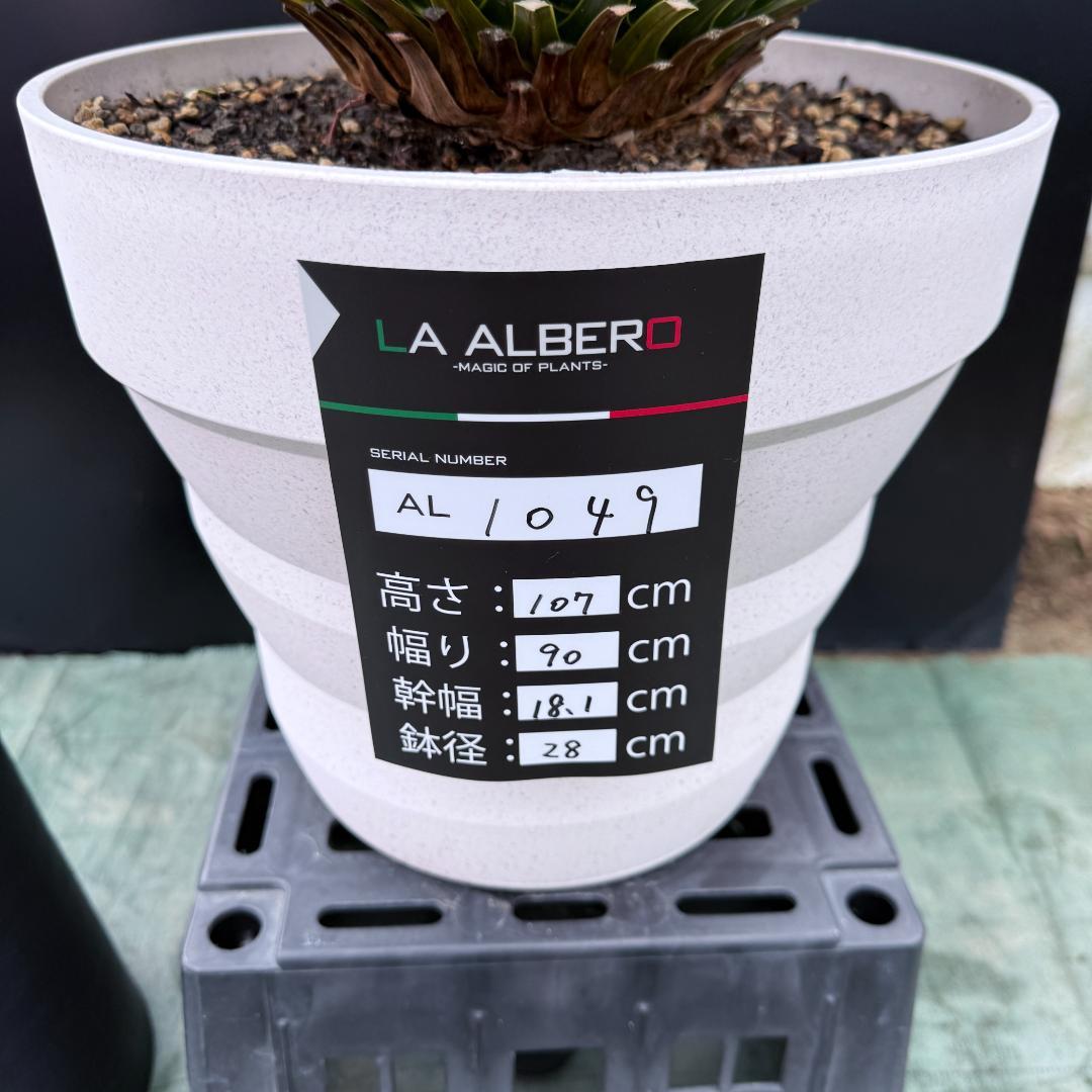 AL1049】ユッカ ロストラータ ランチョブルー 数量限定販売 - メルカリ