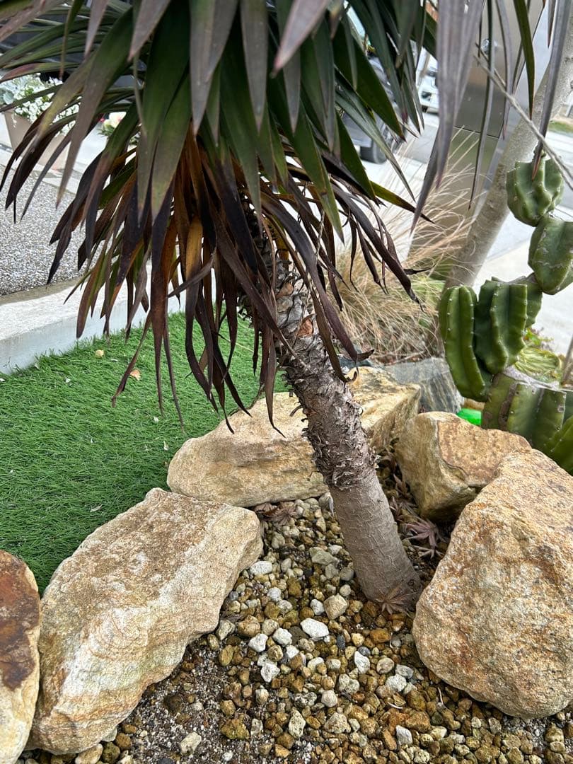 AL1186】ユッカ ロストラータ ランチョブルー - メルカリ 【AL1188