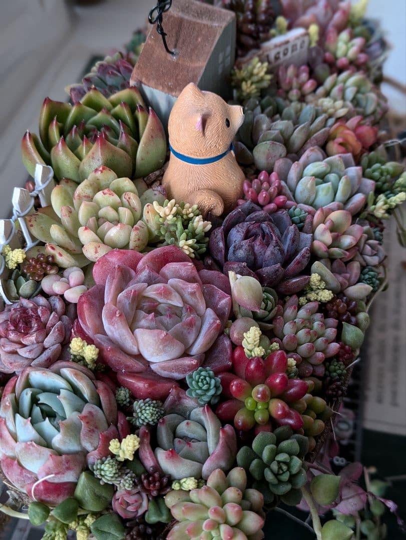 多肉植物 そのまま飾れる 大きな寄せ植え❁⃘*.゜わんちゃんの箱庭風