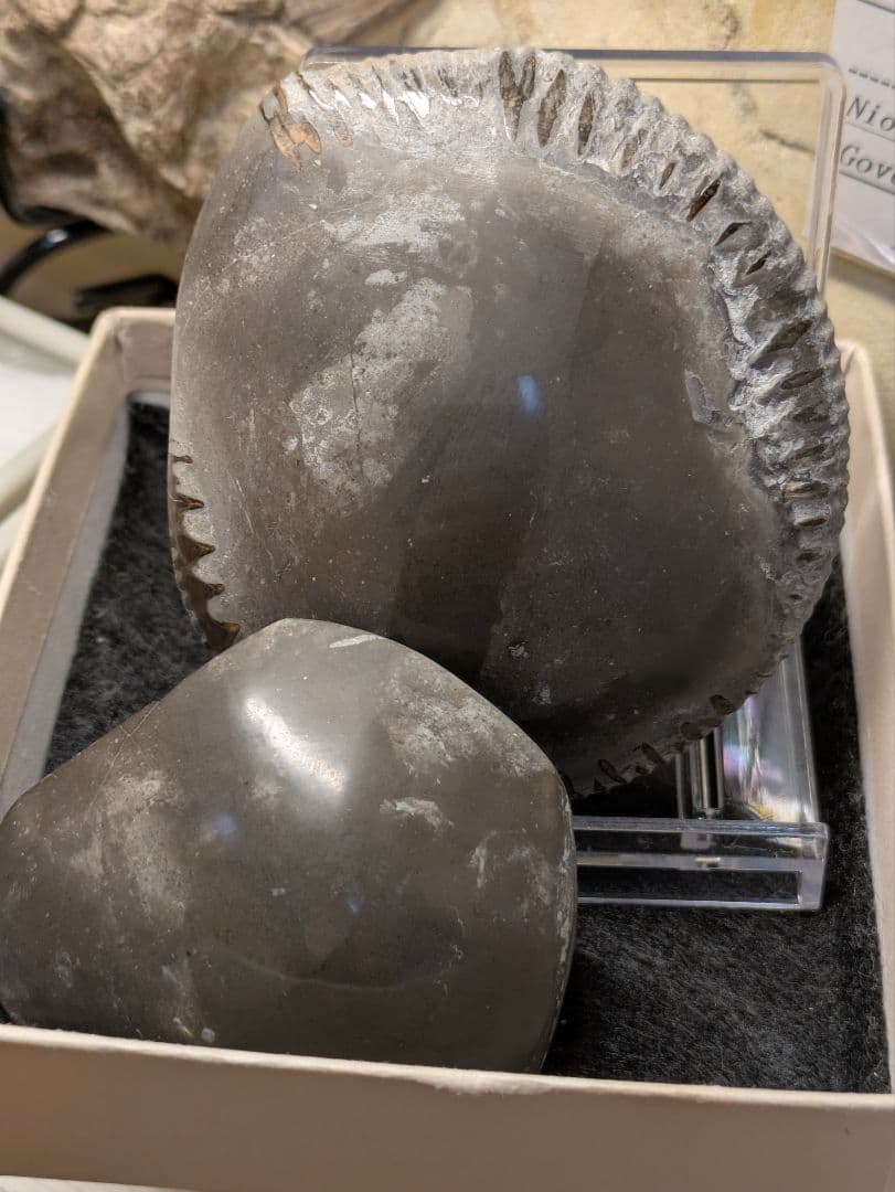 アンモナイト 化石 最高品位 レア産地 標本 鉱物 - メルカリ