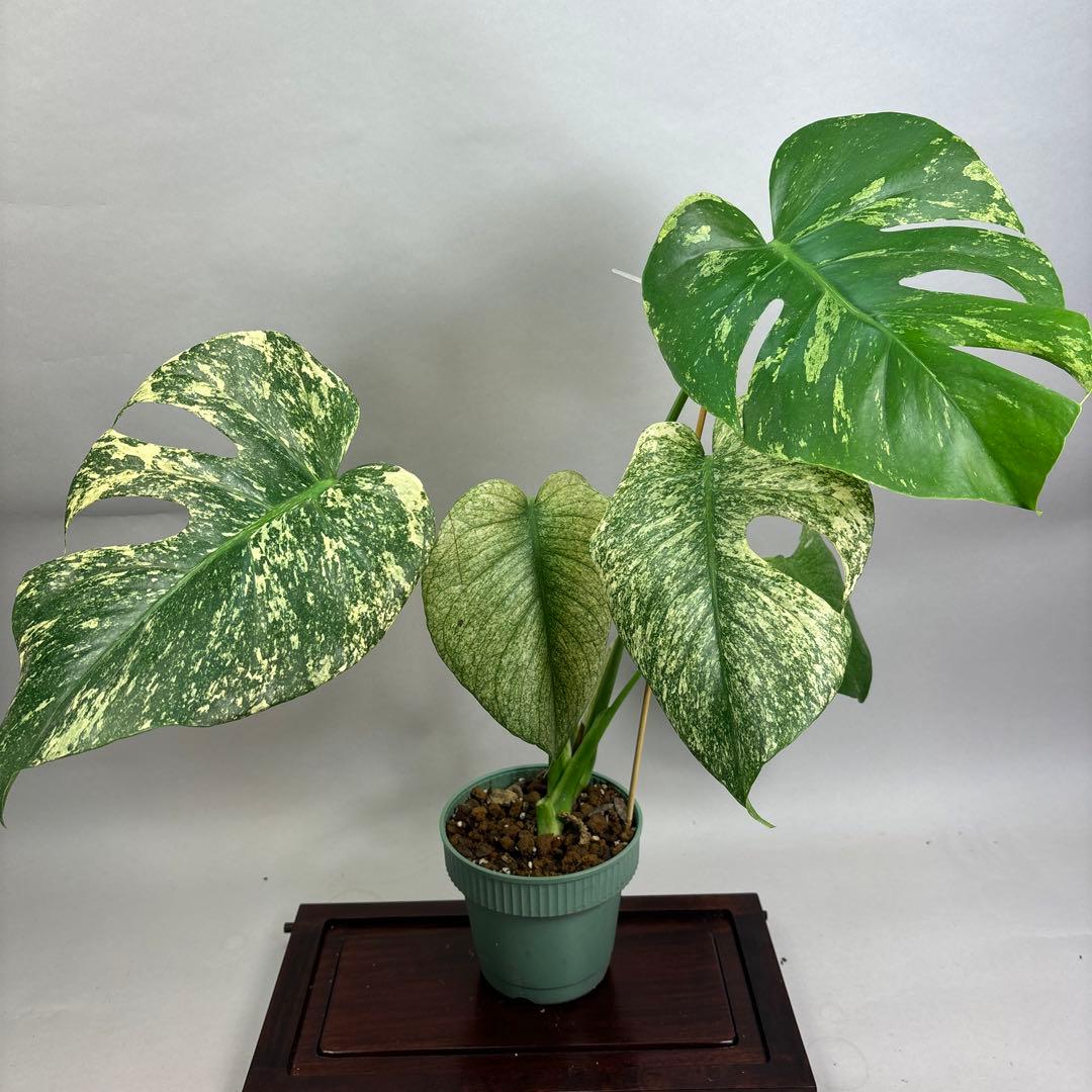 ホワイトモンスター 天津蘭 モンステラ斑入り lsw008