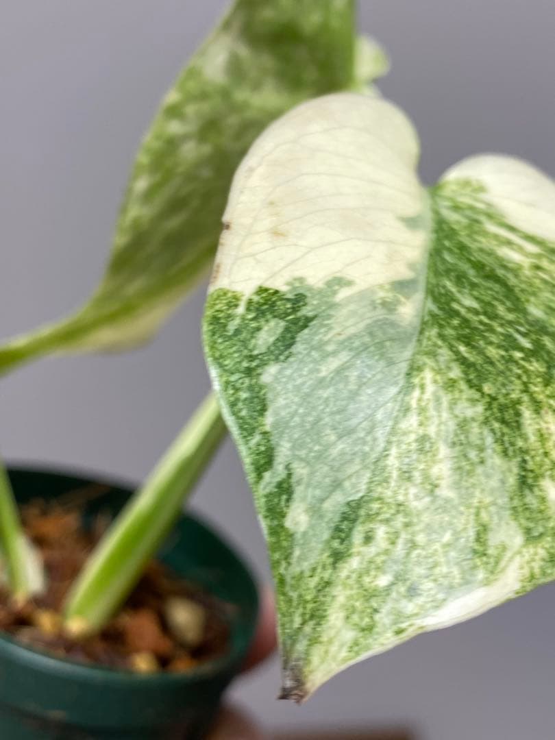 ご*ん様 【斑入り強め✨】モンステラ デリシオーサ レガシー 斑入り