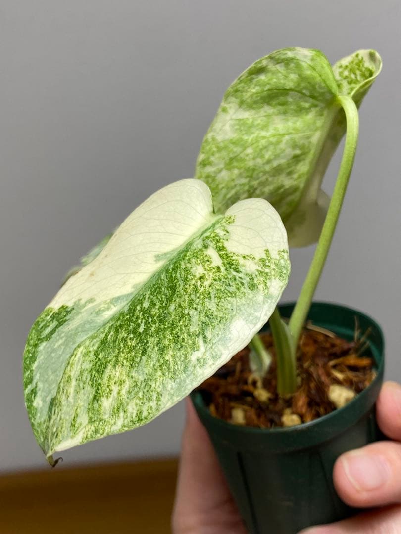 ご*ん様 【斑入り強め✨】モンステラ デリシオーサ レガシー 斑入り