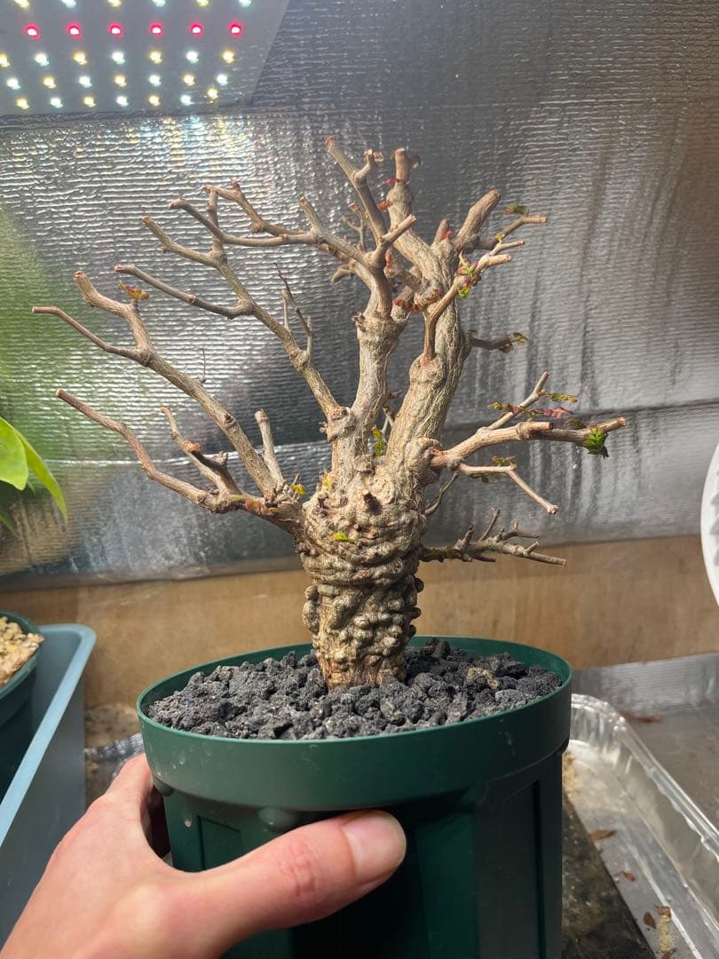 早い者勝ち 超極太 実生 パキプス オペルクリカリアパキプス 鉢ごと