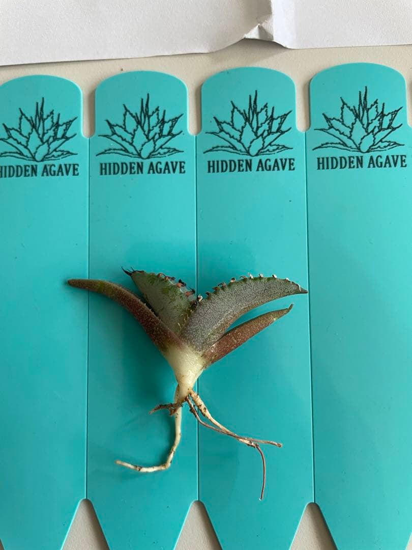 多肉植物 淡雪錦.抜き苗4株..法師錦1株