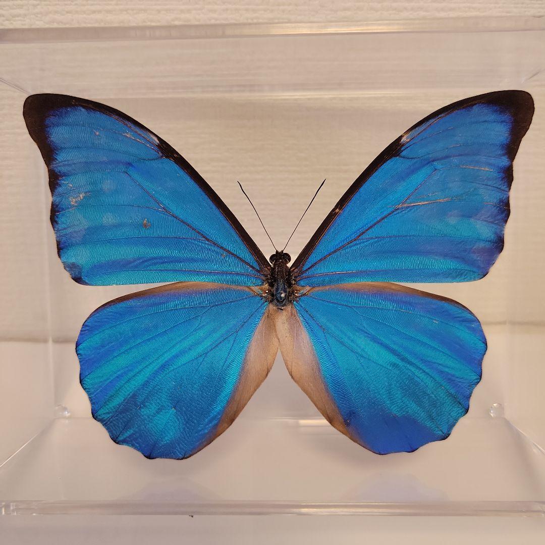 蝶の標本 モルフォの世界(A特A) - メルカリ