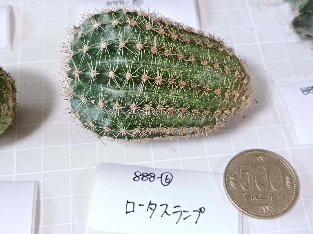 888-YU様専用商品 花サボテン - メルカリ